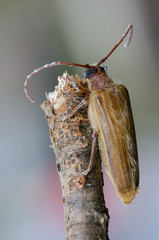 Female of longhorn beetle Microplophorus penai on a branch.