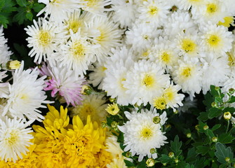 Bunch of chrysanthemum flowers. Chrysanthemum pattern in flowers park. Cluster of  chrysanthemum flowers.