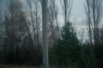 Obraz na płótnie Canvas Autumn forest in Pripyat in Chernobyl