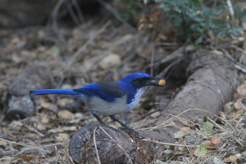 Island Scrub Jay