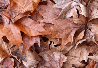 Fallen Autumn Leaves. Autumn Approach, Season Change Concept. 