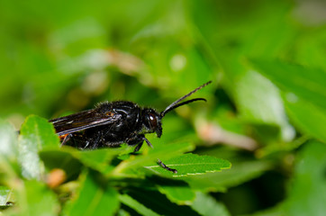 Male wasp Elaphroptera scoliaeformis on the shrub Escallonia leucantha.