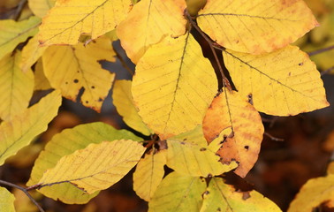 Fallen Autumn Leaves. Autumn Approach, Season Change Concept. Yellow leaves.