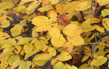 Fallen Autumn Leaves. Autumn Approach, Season Change Concept. Yellow leaves.