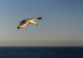 Flying Seagull, Australia