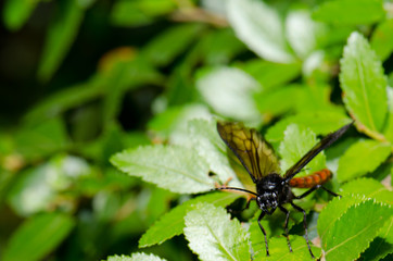 Male wasp Elaphroptera scoliaeformis on the shrub Escallonia leucantha.