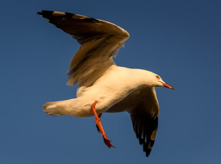 Flying Seagull, Australia