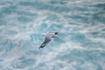 Flying Seagull, Australia