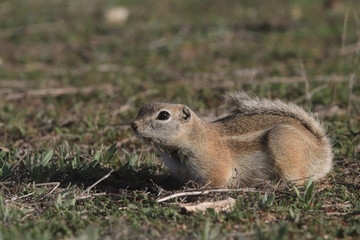 Naklejka na ściany i meble Antelope Ground Squirrel