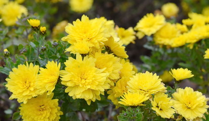 Bunch of yellow chrysanthemum flowers. Chrysanthemum pattern in flowers park. Cluster of  chrysanthemum flowers.
