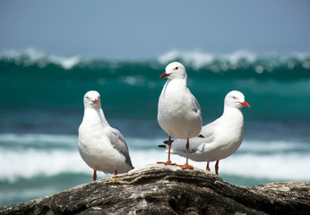 Seagulls on the beach