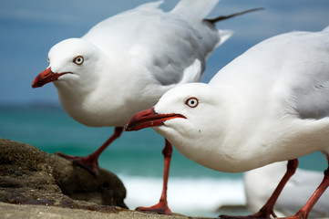 Seagulls on the beach