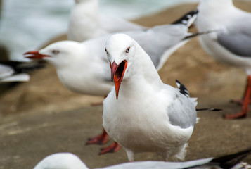 Seagulls on the beach