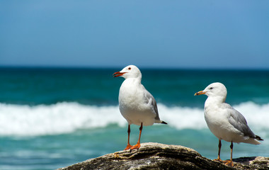 Seagulls on the beach
