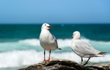 Fototapeta premium Seagulls on the beach