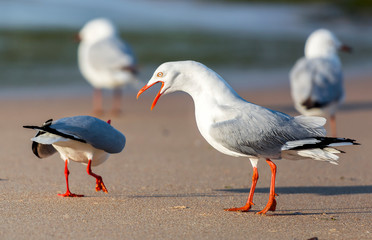 Seagulls on the beach