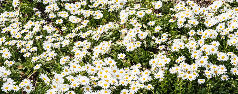 Full frame panoramic image of white daisy flowers with yellow centers