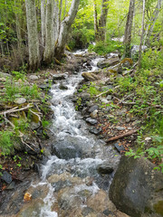 Rapid stream through the forest
