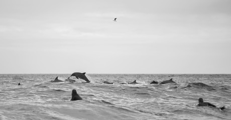 Black and white photo of jumping dolphins, Sydney Australia