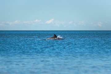Fototapeta premium Jumping dolphin, Sydney Australia