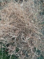 dry grass on ground