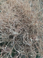 texture of dry grass