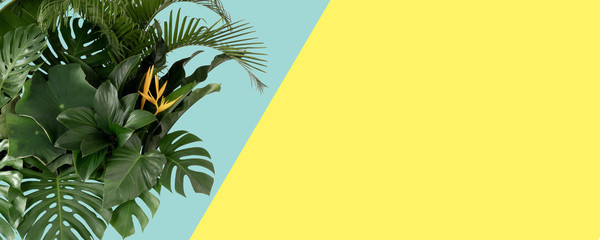 Monstera top view leaf model philodendron isolated on pastel background / copy space - top view