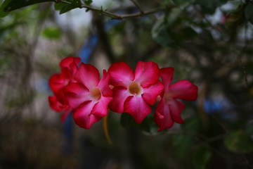 red flowers in the garden