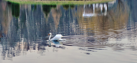 white swan on a spring pond