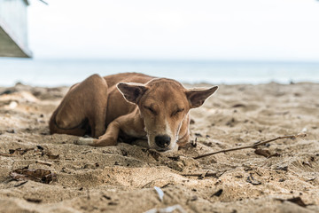 Strand, Boot, Hund, Südsee,