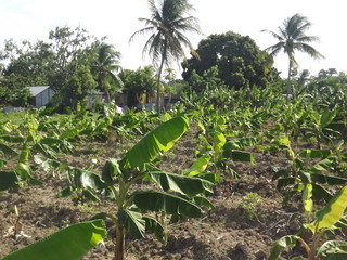 Crops in field growing sunny