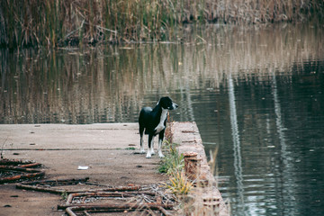 Obraz na płótnie Canvas A stray dog ​​in Pripyat in Chernobyl