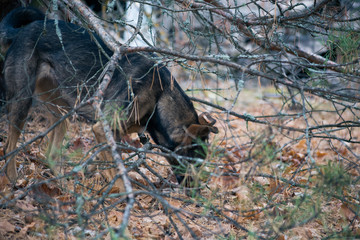 Autumn forest in Pripyat in Chernobyl