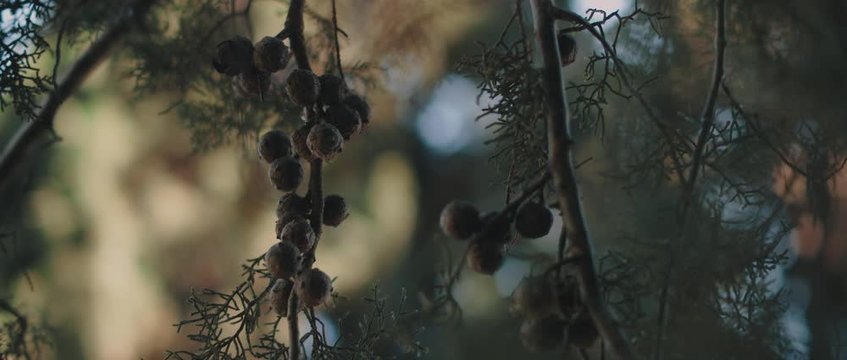 Close up view of Arizona Cypress tree leaves and seeds moving in the wind. BOKEH, SLOW MOTION, SHALLOW DOF. Nature background, cinematic b-roll. BMPCC 4K