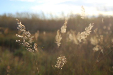 Fields of gold