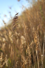 Fototapeta premium Fields of gold