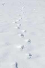 雪　足跡　素材