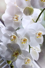 Beautiful white orchids on a delicate background. White Phalaenopsis Orchid close -up. - obrazy, fototapety, plakaty
