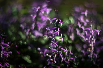 purple flowers in the garden