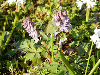 Tender spring lilac flowers of Corydalis on a blurry background