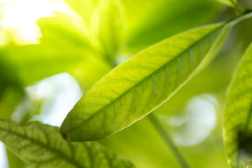 Close Up green leaf under sunlight in the garden. Natural background with copy space.