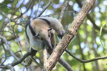 Tree-climbing Anteater