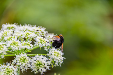 bumblebee on flower in spring