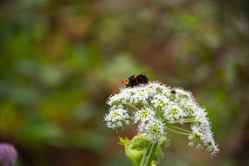 bumblebee on flower in spring