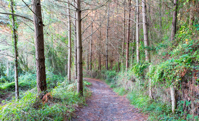 sunny path through basque country
