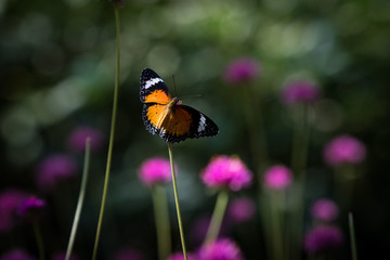 butterfly on flower