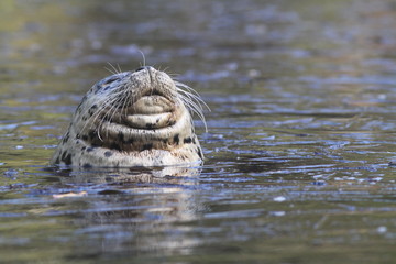 Harbor Seal