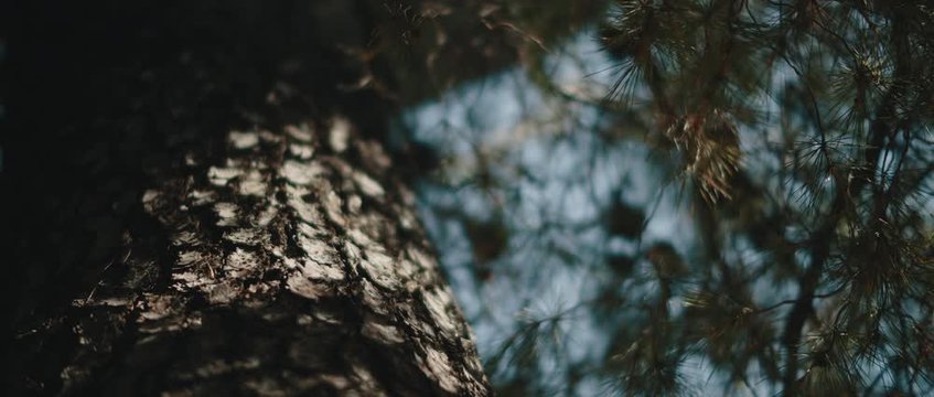 Close up view of pine tree trunk with blue sky in the background. CLOSE UP, SLOW MOTION, SHALLOW DOF. Nature background, cinematic b-roll. BMPCC 4K