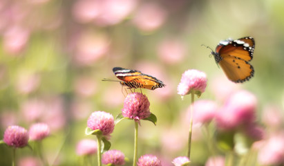 butterfly on a flower
