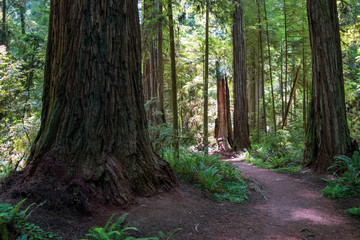 Hiking Trail in Redwood Forest - California, USA